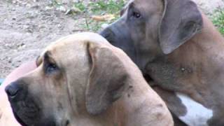 Fila brasileiro  Tor and Sita [upl. by Antoinetta]