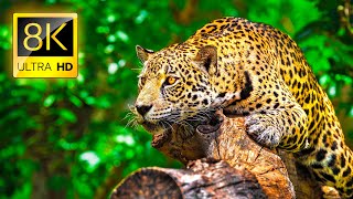 Ultimate Wild Animals Collection in 8K ULTRA HD  8K TV [upl. by Adekan]