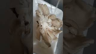 Oyster mushroom Recipe originated from Pangasinan Philippines Try it minnesota food foodie [upl. by Aicercal]