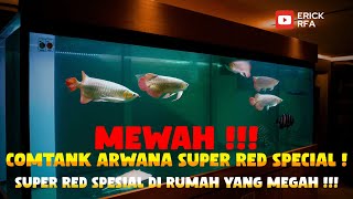 COMTANK ARWANA SUPER RED SPESIAL DI TANK 3 METER  AKHIRNYA TIBA DI RUMAH MEWAH BARU [upl. by Nivrehs]