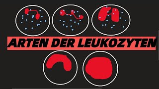 LEUKOZYTEN WEIßE BLUTKÖRPERCHEN ARTEN TYPEN FUNKTONEN [upl. by Onil]