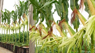 Growing Corn on the Terrace How to Grow Corn at Home for Beginners [upl. by Tanaka]