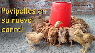 PAVIPOLLOS EN UN NUEVO CORRAL pollos criollos AVES DE CORRAL [upl. by Melosa]