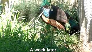 Green Peafowl  parent rearing [upl. by Lieberman]