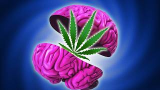 Why Marijuana Helps Your Brain But Harms Your Mind [upl. by Apilef159]