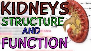 Structure and Function of the Kidneys  Introduction to the Kidneys  Anatomy  Learn in 5 minutes [upl. by Adniral]