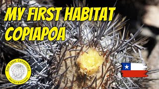 Home of Copiapoa atacamensis 🌵🤩 [upl. by Shah]