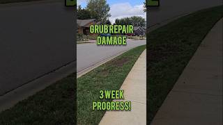 Overseeding Grub Damage 3 Week Update [upl. by Giza]