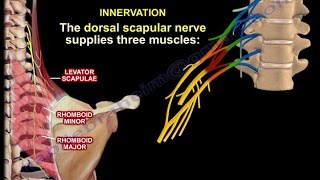 The Dorsal Scapular Nerve  Everything You Need To Know  Dr Nabil Ebraheim [upl. by Harbot]