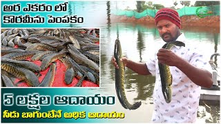 కొరమీను చేపల సాగు తో లక్షల్లో ఆదాయం  Korameenu Fish Buy Back Farming  AgriTech Telugu [upl. by Casaleggio465]