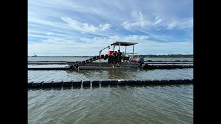 Oyster Farm Cam [upl. by Fornof]