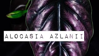 ALOCASIA AZLANII [upl. by Eiser277]