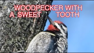 Yellowbellied Sapsucker NARRATED [upl. by Chow729]