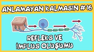 Anlamayan Kalmasın 16 Refleks ve İmpuls Oluşumu [upl. by Rehpoitsirhc]