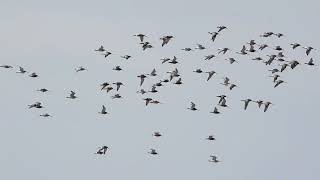 Birds in Gloucestershire Bar tailed Godwits Cuckoo Whimbrel and Grey Plover April 2024 [upl. by Eniale518]