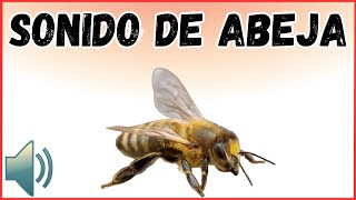 Sonido de Abeja [upl. by York]