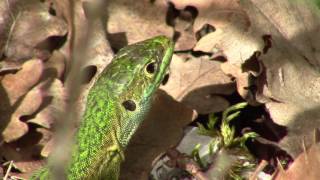 Le lézard vert des Alpes de Haute Provence [upl. by Yelhak]