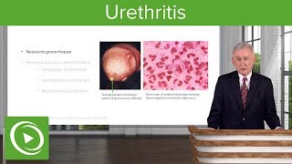 Urethritis Definition amp Pathology – Infectious Diseases  Lecturio [upl. by Ruthy]