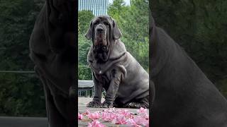 Mastino napoletano Duny mastiff mastinonapoletano [upl. by Alleroif]