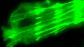 GFP Photoactivation Kinetics  Photonic Instruments [upl. by Mattie]