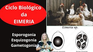 Ciclo Biológico da EIMERIA Esporogonia Esquizogonia e Gametogonia [upl. by Mehelhteb]