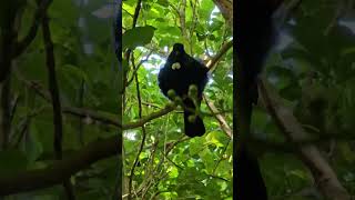 Tui sings in various tones birds NZendemic wildlife NewZealandBirds tui [upl. by Notrab]