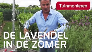 Lavendel snoeien in de zomer hoe doe je dat  Tuinmanieren [upl. by Ilera]