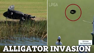 Terrifying Moment Massive Alligator Invades Golf Course Before Otter Stop Play  Florida Tournament [upl. by Teagan]