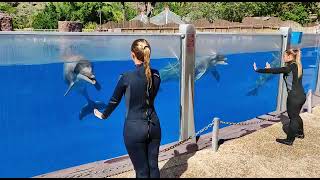 Dolphin Show Palmitos Park [upl. by Glynas]