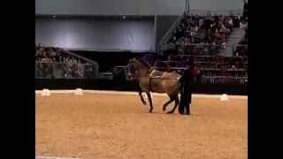 Bastiaan de Recht Barock show cup 2013 Pferd und Jagd [upl. by Adnauq362]