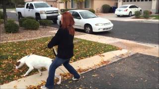 American Bulldog Mix learns basic obedience and off leash training for behavior modification [upl. by Itoyj595]