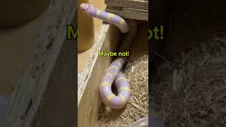 Albino Kingsnake in his temporary digs overnight whilst his viv is decorated cali snake reptile [upl. by Seabrooke]