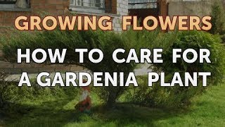 How to Care for a Gardenia Plant [upl. by Laufer]