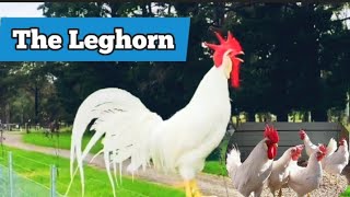 Leghorn Chickens  Why You Should Have Them [upl. by Creamer]