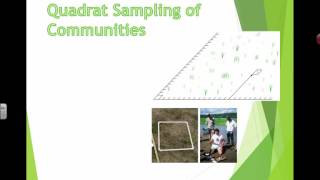 Quadrat Sampling 2016 IB Biology [upl. by Rexferd]