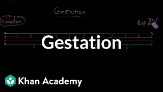 Gestation  Behavior  MCAT  Khan Academy [upl. by Ailuy]