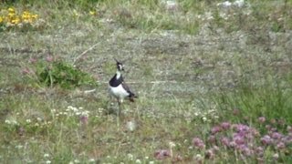 Northern Lapwing callingflyingmeets Hare [upl. by Rocher]