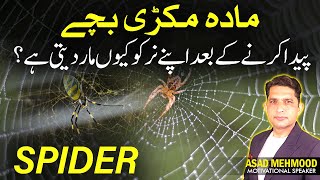 The Science Behind the Spiders Web and Its Symbolic Meaning in Islam  Dr Asad Mehmood [upl. by Yendirb]