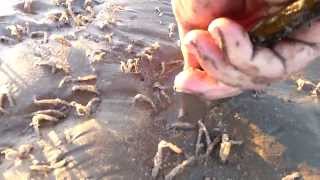 Gathering Razor Clams on Colwyn Bay Beach [upl. by Os]