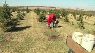 Christmas Tree Planting [upl. by Blandina]