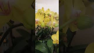 Yellow orchid flowers shortsvideo shorts [upl. by Ymmit]