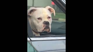 Do you think he is actually a humandog dogsoftiktok dogincar fypシ funnyvideo [upl. by O'Kelly]