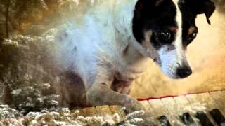 Heart of a Dog  Officiell svensk trailer [upl. by Solraced]