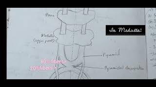 Pyramidal Tract  Corticospinal Tract Lesions  Funtions [upl. by Spillihp]