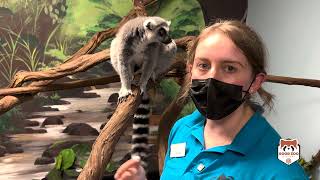 Oglebay Good Zoo  Lemur Care [upl. by Kuhn723]