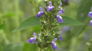 Salvia hispanica  Chia seeds plant [upl. by Ynor238]