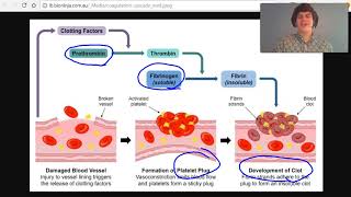 MCAT Question of the Day Blood Clot Formation [upl. by Desiri]