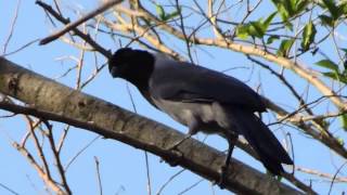 Aves de Venezuela  Ave de Barinas  Corobero  Cyanocorax violaceus [upl. by Enogitna85]