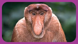 Proboscis Monkey [upl. by Chafee]