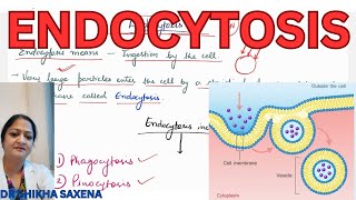 Endocytosis Types Phagocytosis Pinocytosis mechanism clathrin mediated endocytosis [upl. by Naellij]